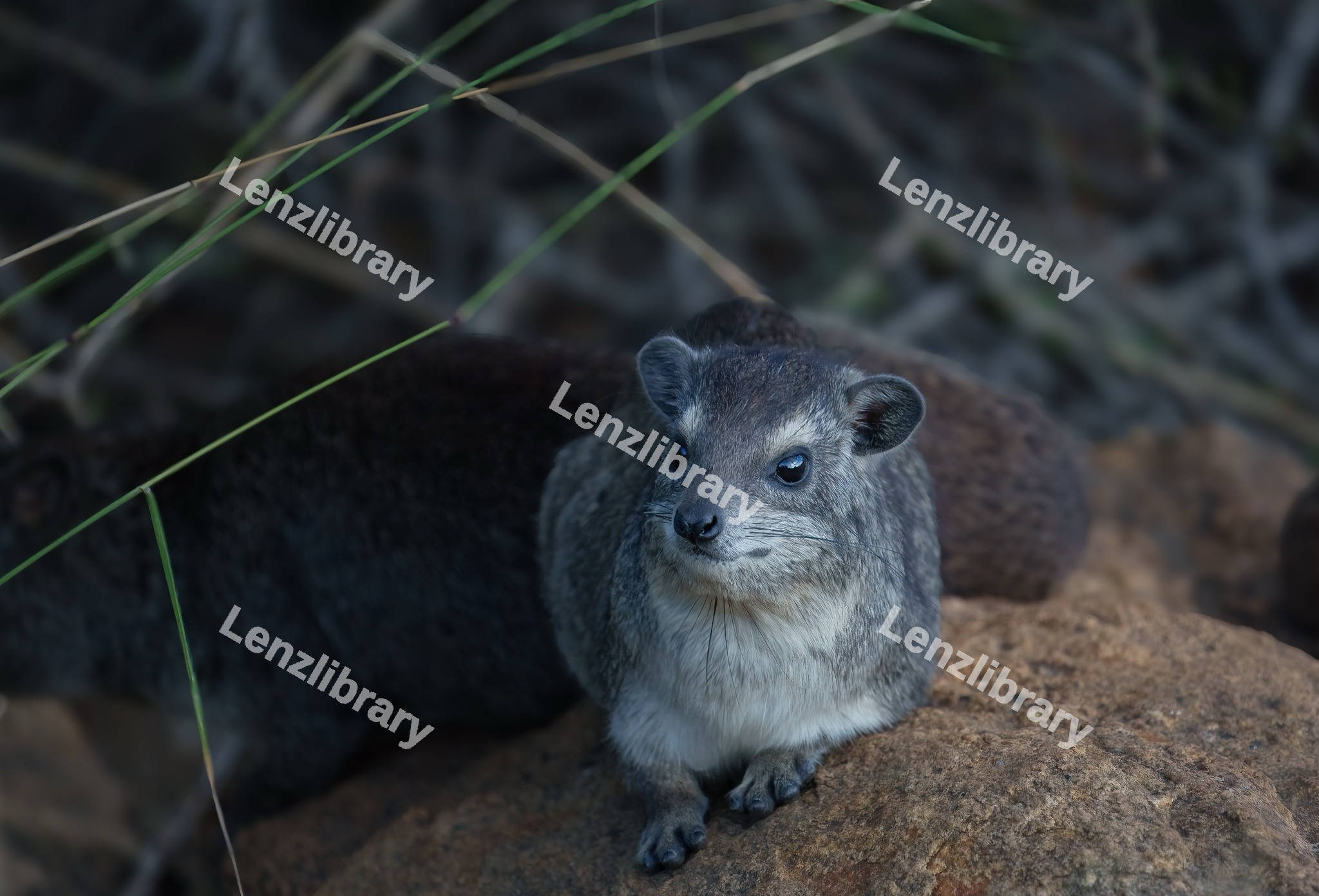 Rock Hyrax